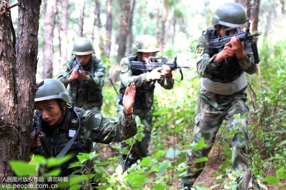 四川涼山武警開展實戰訓練 警犬參與叢林搜索
