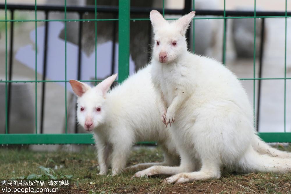 全球瀕危物種白袋鼠“落戶”山東煙台動物園【2】