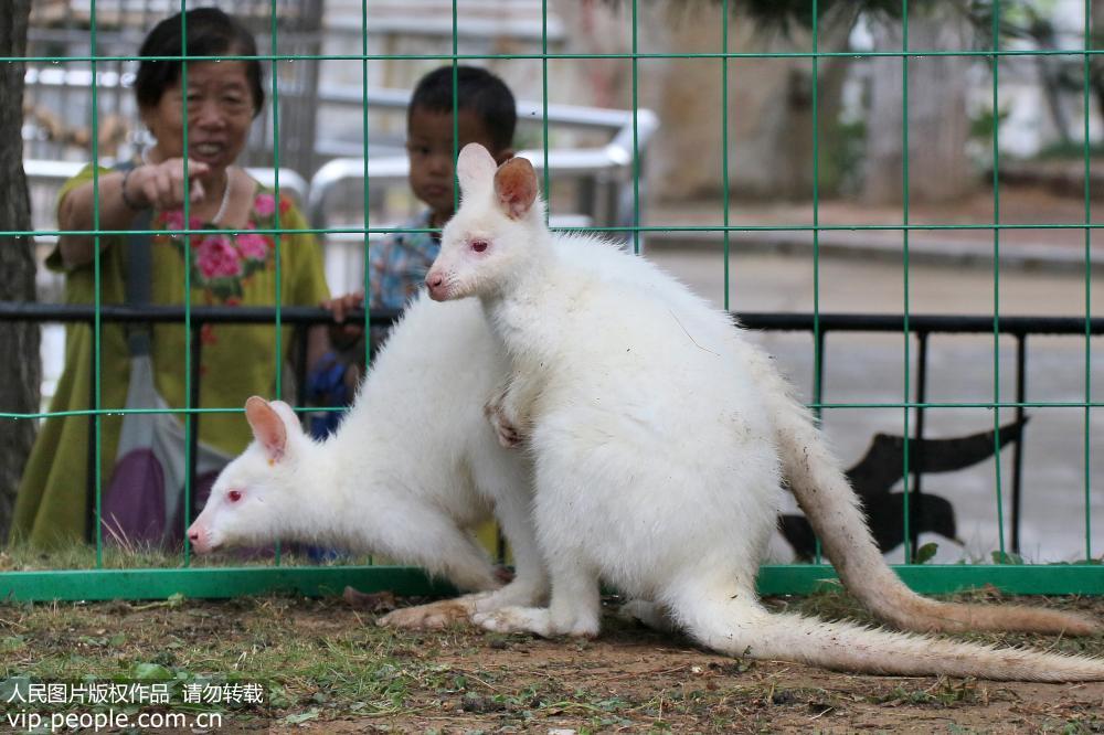 全球瀕危物種白袋鼠“落戶”山東煙台動物園【3】