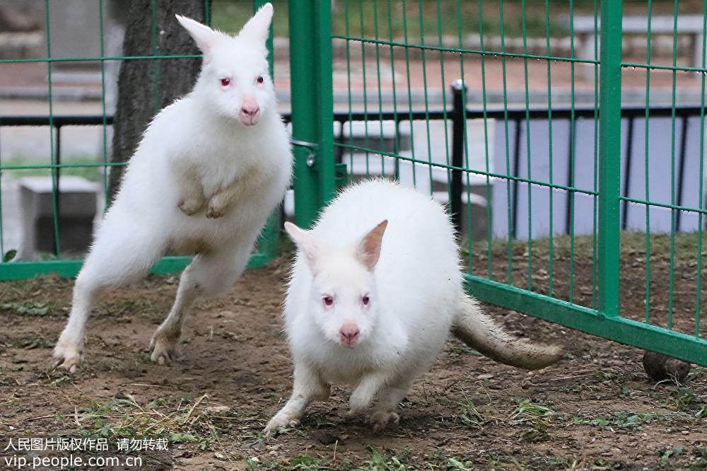 全球瀕危物種白袋鼠“落戶”山東煙台動物園【4】