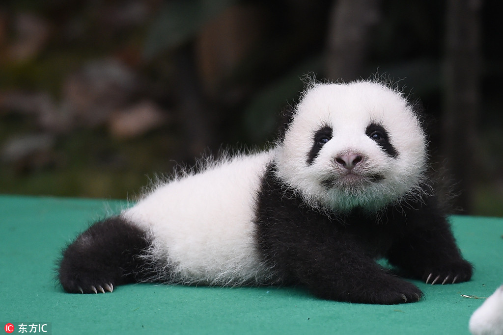 成都11只新生大熊猫集体亮相 共贺熊猫基地"三十而立" --图片频道--人民网