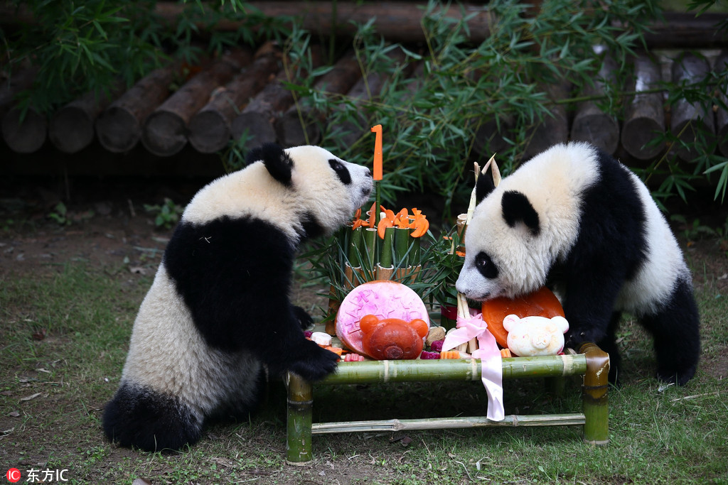 龙凤熊猫中秋喜迎周岁生日 “月月”“半半”将有更多伙伴