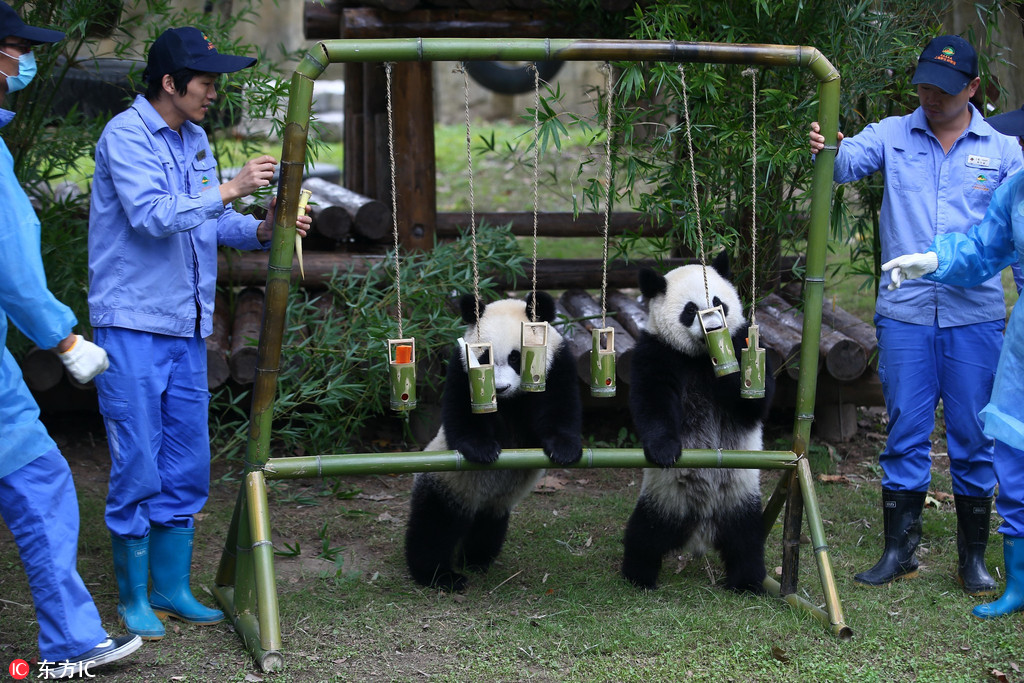 龙凤熊猫中秋喜迎周岁生日 “月月”“半半”将有更多伙伴