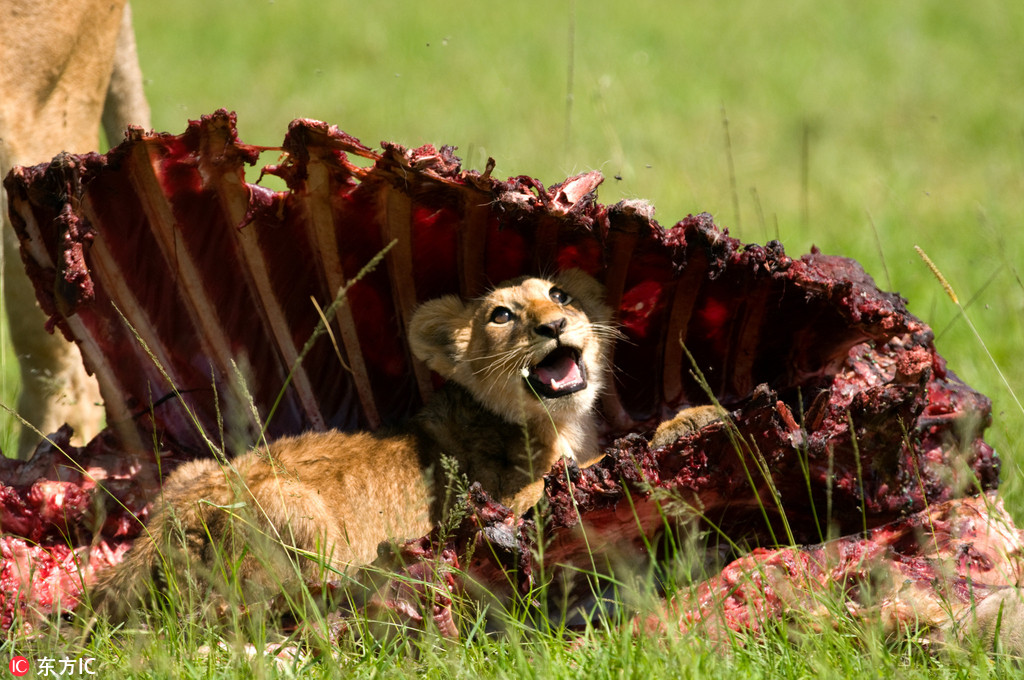 ��Ӱʦȫ������7�� ��׽Ұ������������̬��7��