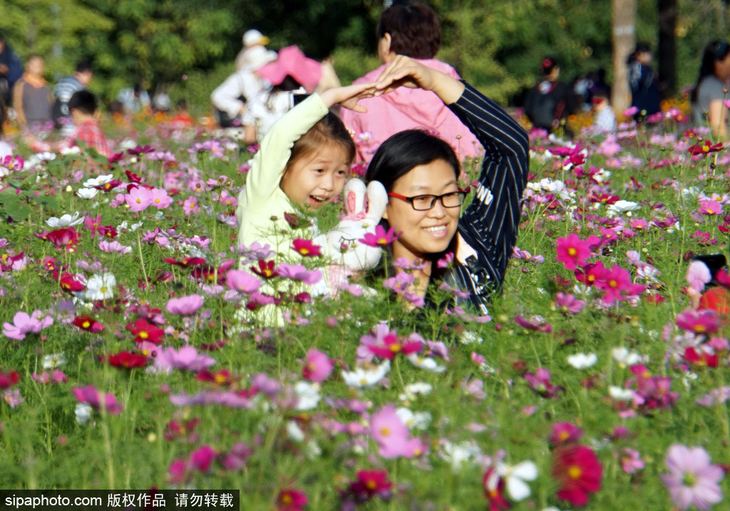 北京奧森公園百畝波斯菊花盛開