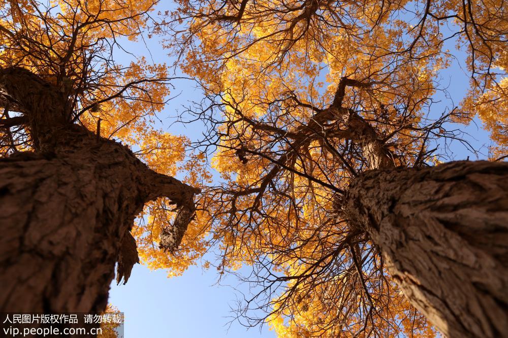 ����ػͣ��������������2��