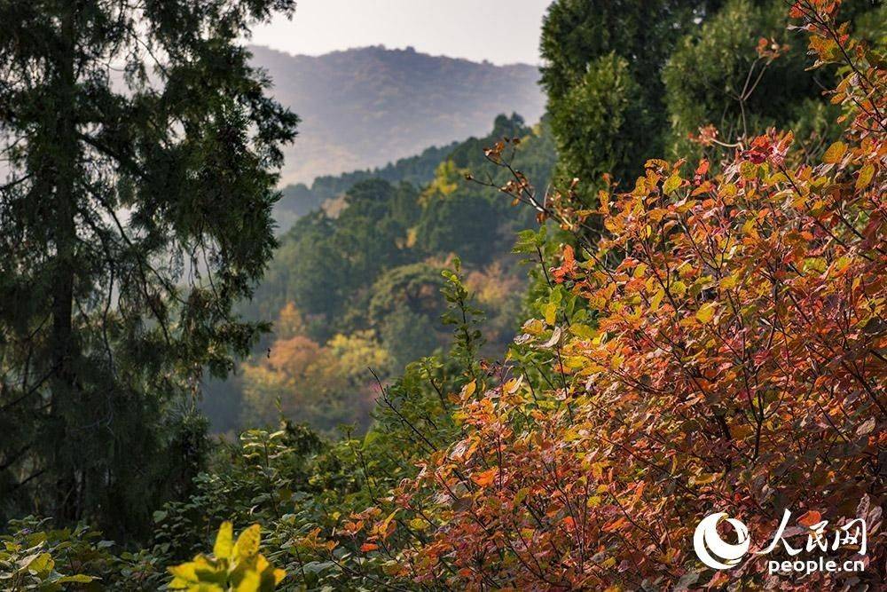 又到層林盡染時 香山紅葉進入最佳觀賞期【7】