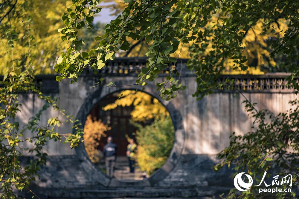 又到層林盡染時 香山紅葉進入最佳觀賞期【4】