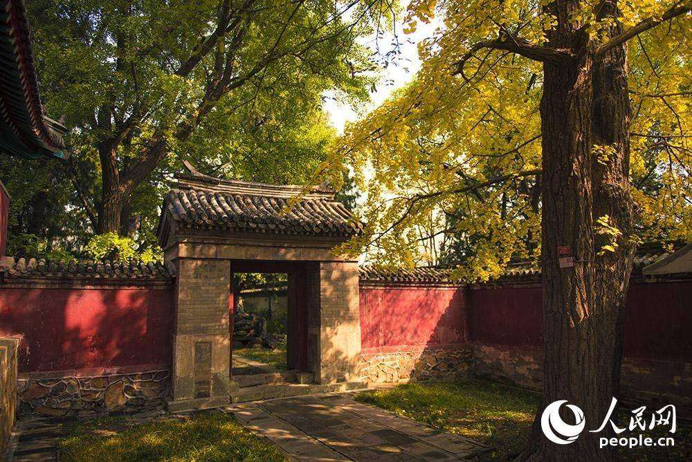 又到層林盡染時 香山紅葉進入最佳觀賞期【2】