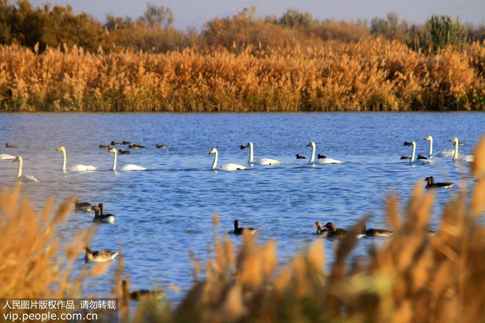 大批天鵝來到甘肅張掖黑河濕地越冬