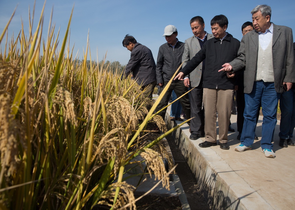 10月31日，專家在江蘇省沭陽縣青伊湖農場查看嘉優中科1號水稻生長情況。