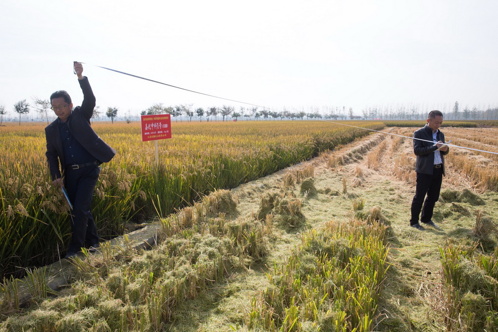 10月31日，在江苏省沭阳县青伊湖农场，专家和工作人员对嘉优中科1号水稻进行实收测产。