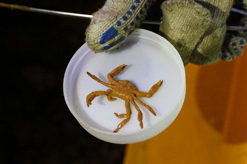 在海底玄武岩上取下的螃蟹（11月4日攝）。