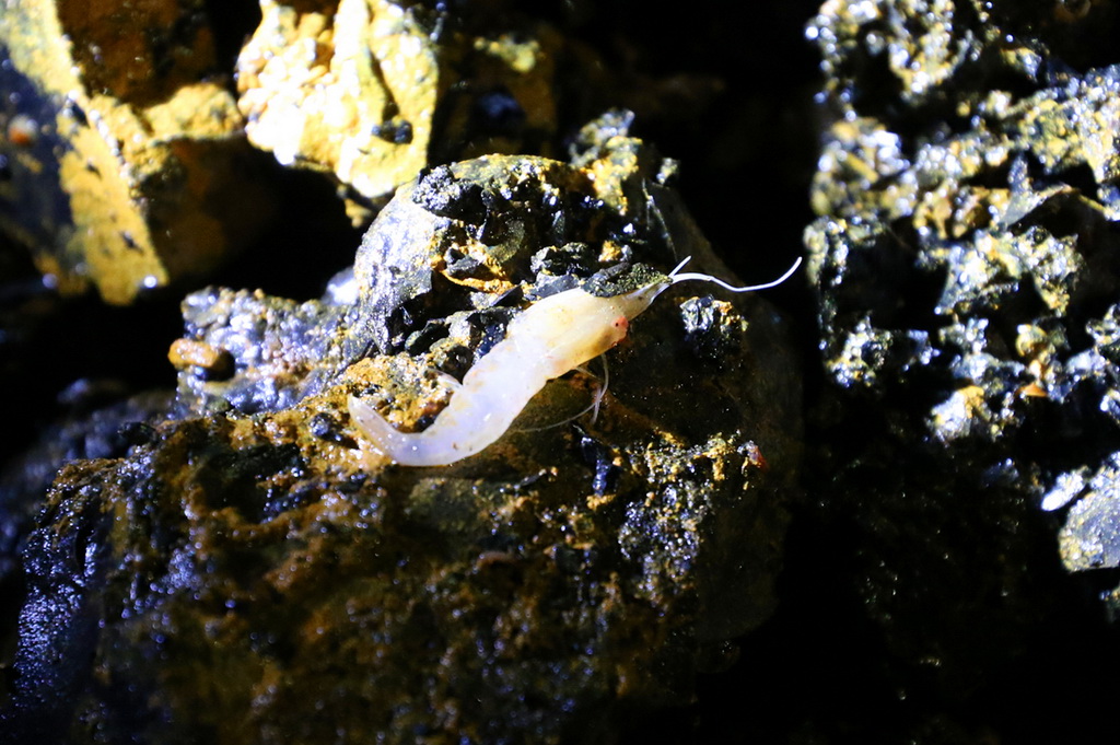 在海底玄武岩上取下的的蝦（11月4日攝）。