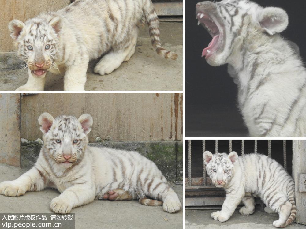 江蘇連雲港：四胞胎孟加拉小白虎公開亮相 憨態可掬惹人愛【7】