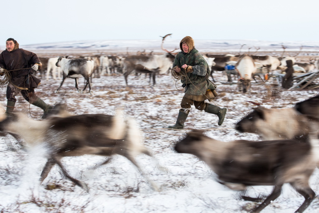 11月4日，在俄罗斯亚马尔-涅涅茨自治区，涅涅茨男子将驯鹿圈进围栏。新华社记者白雪骐摄