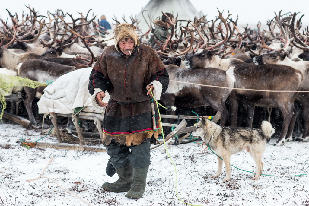 11月5日，在俄罗斯亚马尔-涅涅茨自治区，一名涅涅茨老人将驯鹿圈进围栏后休息。新华社记者白雪骐摄