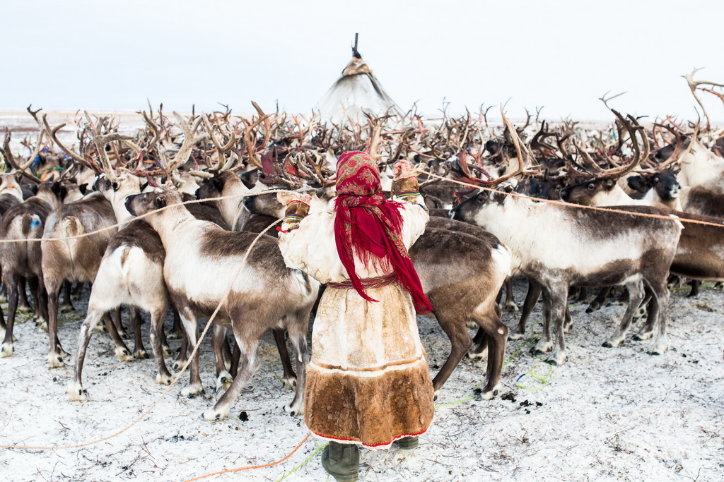 11月4日，在俄罗斯亚马尔-涅涅茨自治区，一名涅涅茨妇女用绳索将驯鹿圈进围栏。 新华社记者白雪骐摄