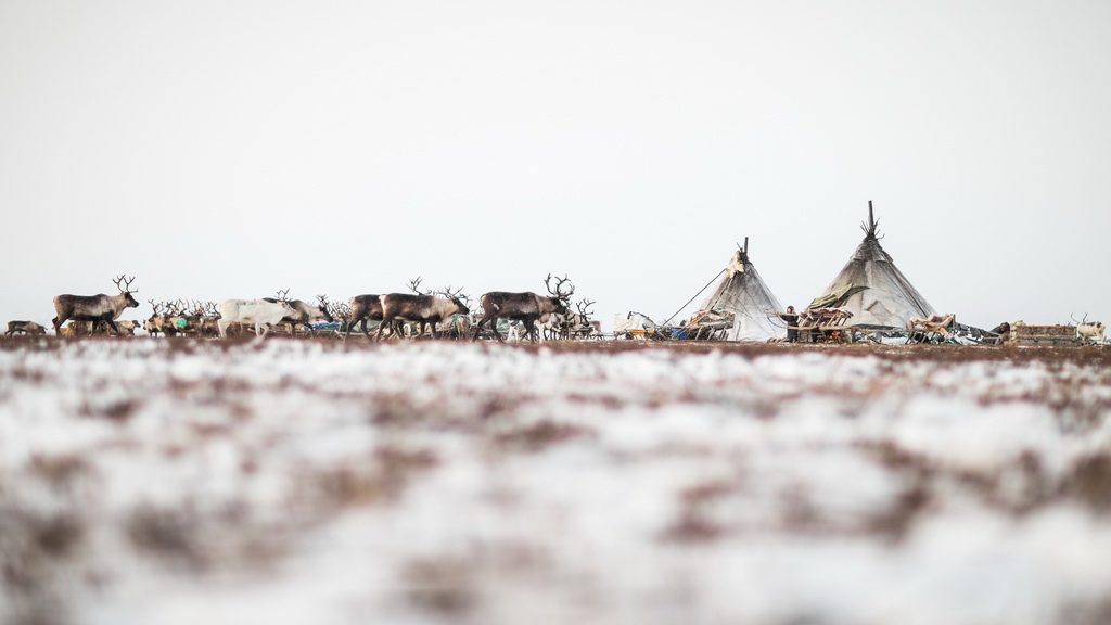 11月5日，在俄罗斯亚马尔-涅涅茨自治区，驯鹿群从涅涅茨人居住的帐篷前走过。新华社记者白雪骐摄