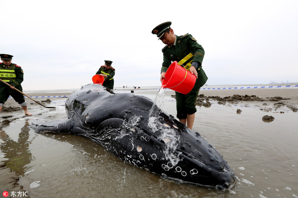 3噸座頭鯨江蘇啟東擱淺 各方緊急營救讓其重返大海