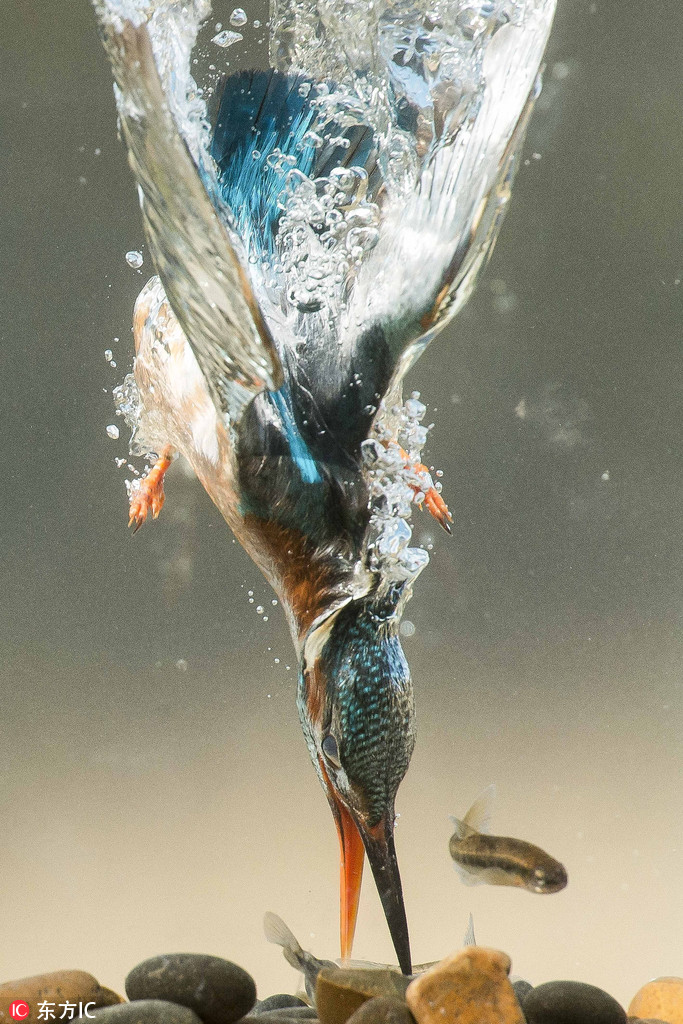 攝影師水下記錄翠鳥精准捕魚瞬間 水泡四起畫面震撼【3】