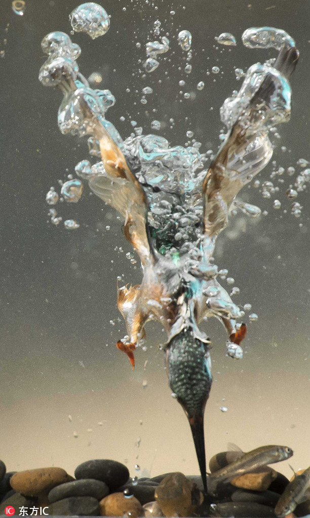 攝影師水下記錄翠鳥精准捕魚瞬間 水泡四起畫面震撼