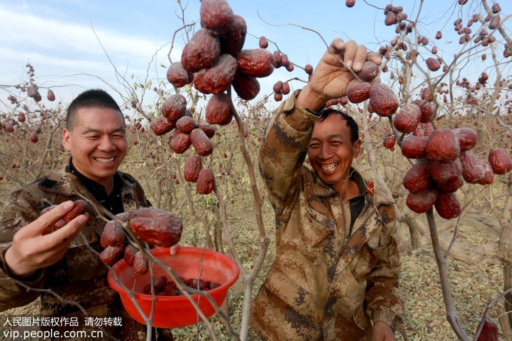 2017年11月18日，河南大棗哥張建軍(左)與技術員在新疆和田的大棗基地收獲紅彤彤的大棗。