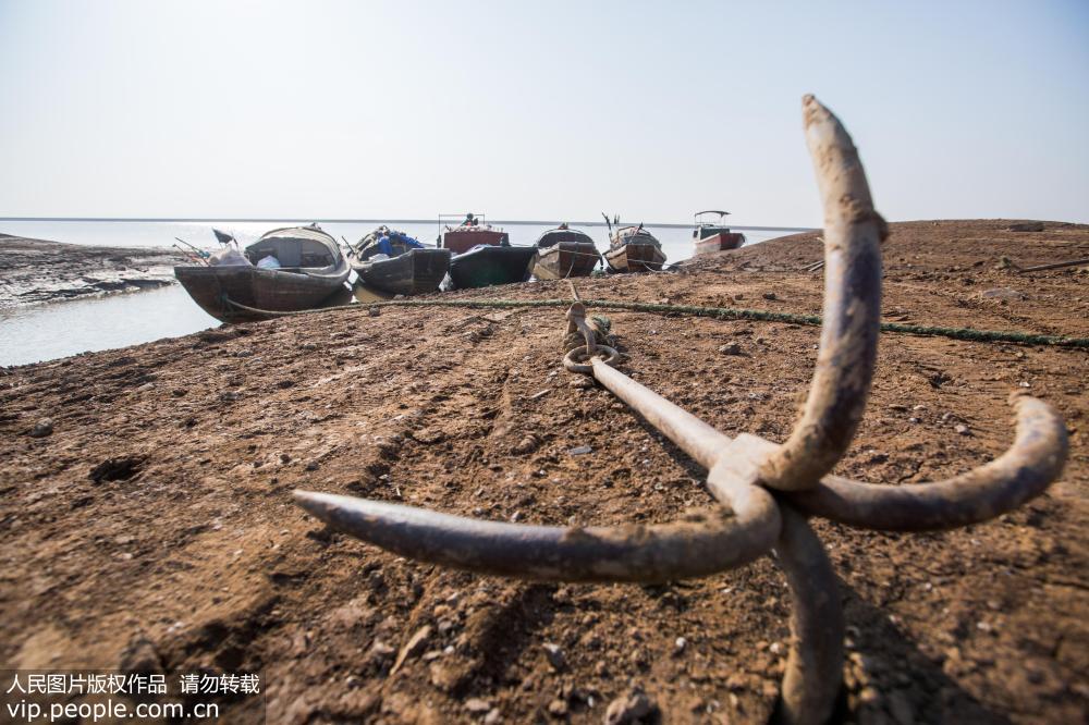 11月23日拍攝的漁船擱淺在干涸的鄱陽湖湖洲上。