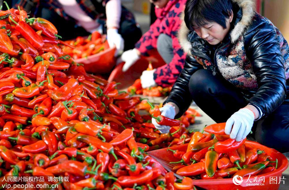 安徽阜南：延秋辣椒交易紅火