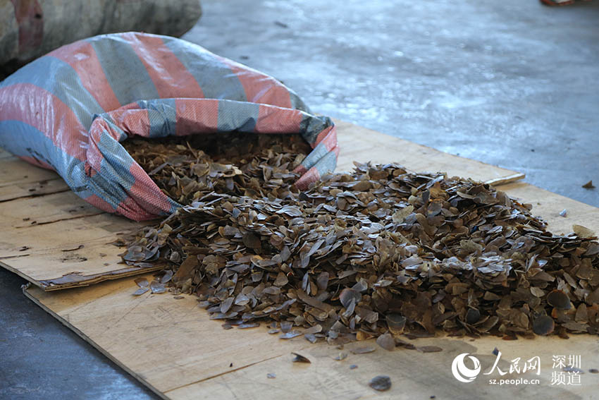 這是中國海關歷年來單次查獲的最大宗穿山甲鱗片走私案。深圳海關 供圖