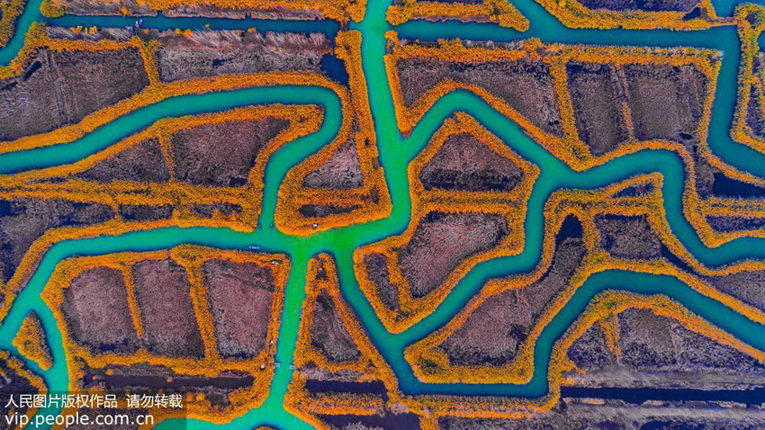 ���պ����ʪ�ع�԰���硰��ɫ�̡���2��