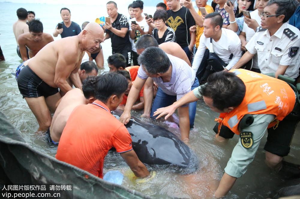 海南三亞：救援人員救起300公斤受傷擱淺抹香鯨【2】