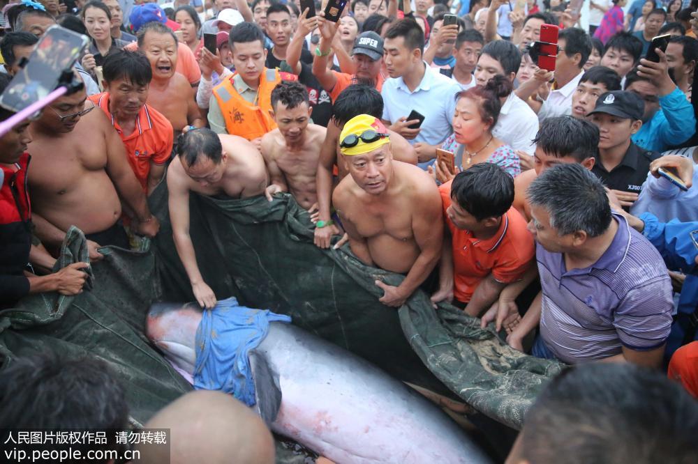 海南三亞：救援人員救起300公斤受傷擱淺抹香鯨