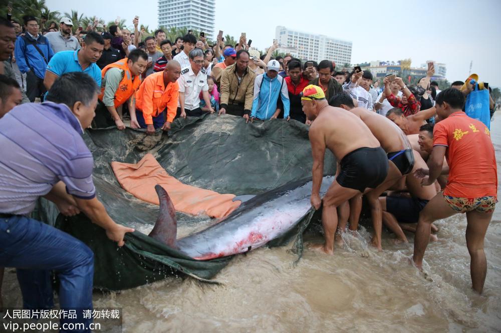 海南三亞：救援人員救起300公斤受傷擱淺抹香鯨【4】