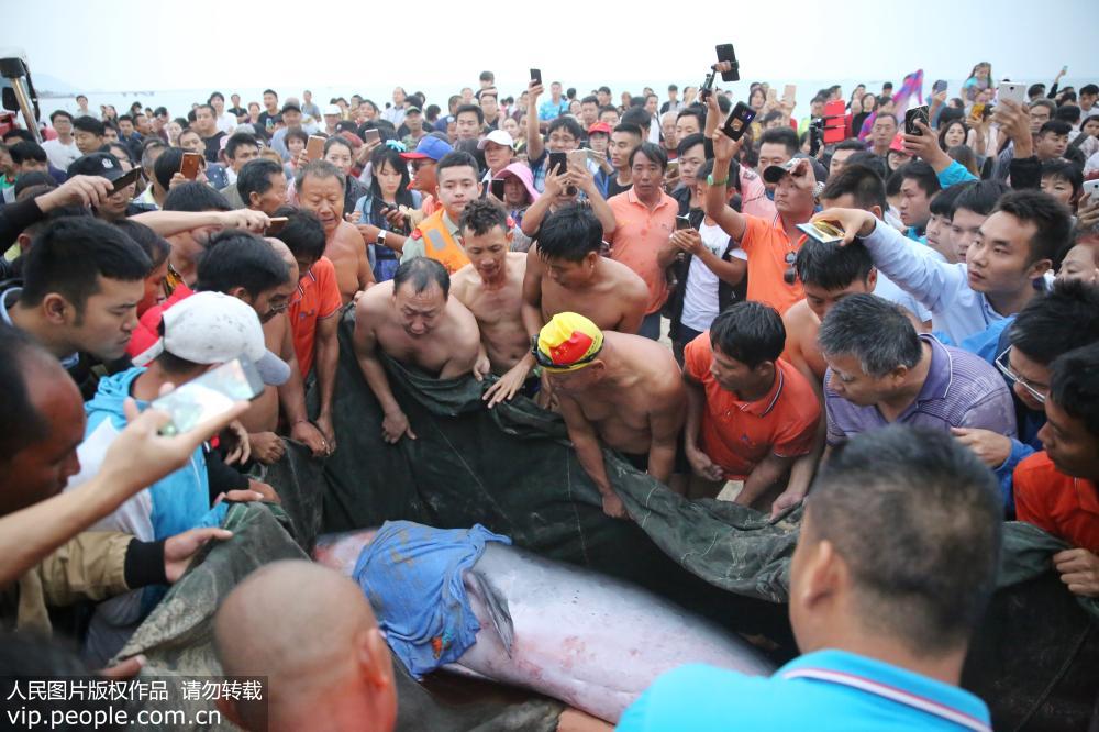 海南三亞：救援人員救起300公斤受傷擱淺抹香鯨【5】