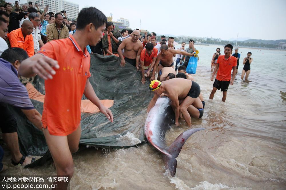 海南三亞：救援人員救起300公斤受傷擱淺抹香鯨【3】