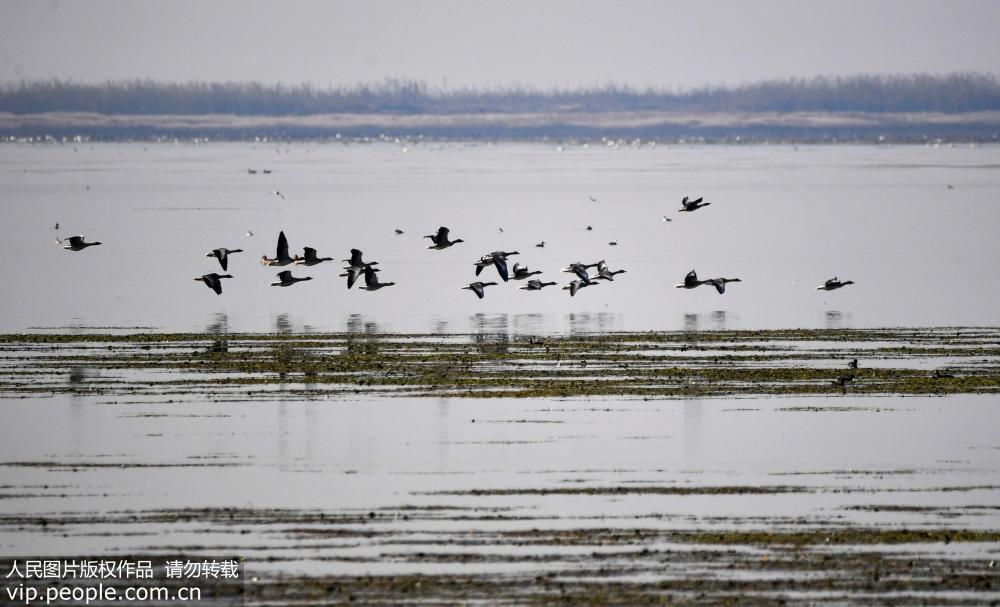 2017年12月9日拍攝的江西鄱陽湖南磯濕地國家級自然保護區大批遷徙候鳥。