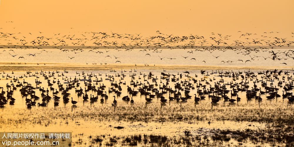 2017年12月9日拍攝的江西鄱陽湖南磯濕地國家級自然保護區大批遷徙候鳥。
