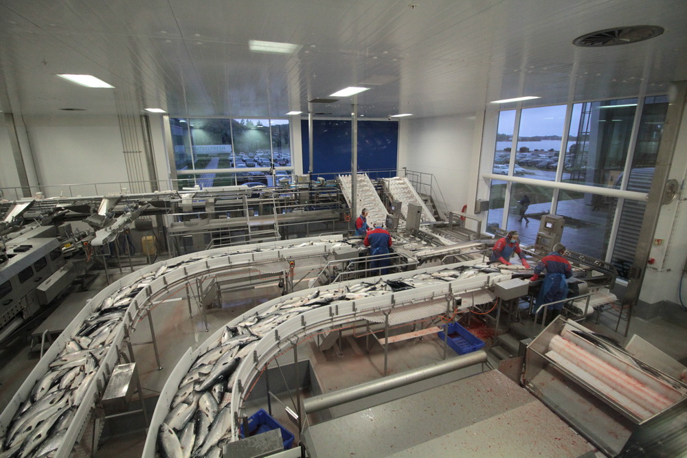 12月8日，在挪威弗爾島，工作人員在薩爾瑪集團的三文魚處理廠內工作。