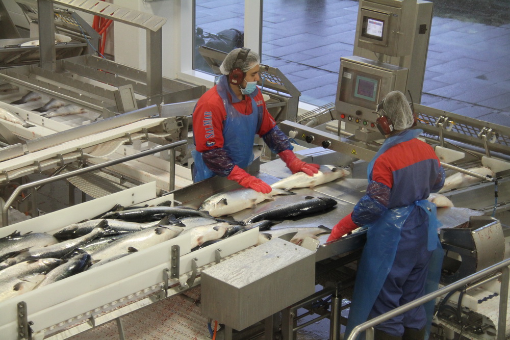 12月8日，在挪威弗爾島，工作人員在薩爾瑪集團的三文魚處理廠內工作。