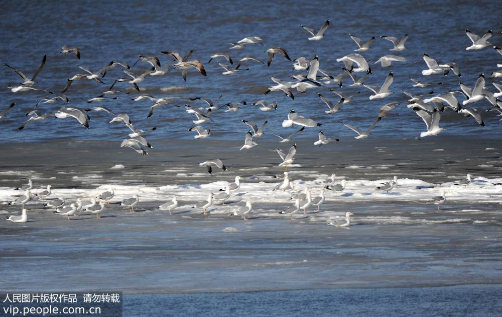 12月13日，遼寧大連市拉樹房海域大面積結冰，海鷗在海冰上飛翔。