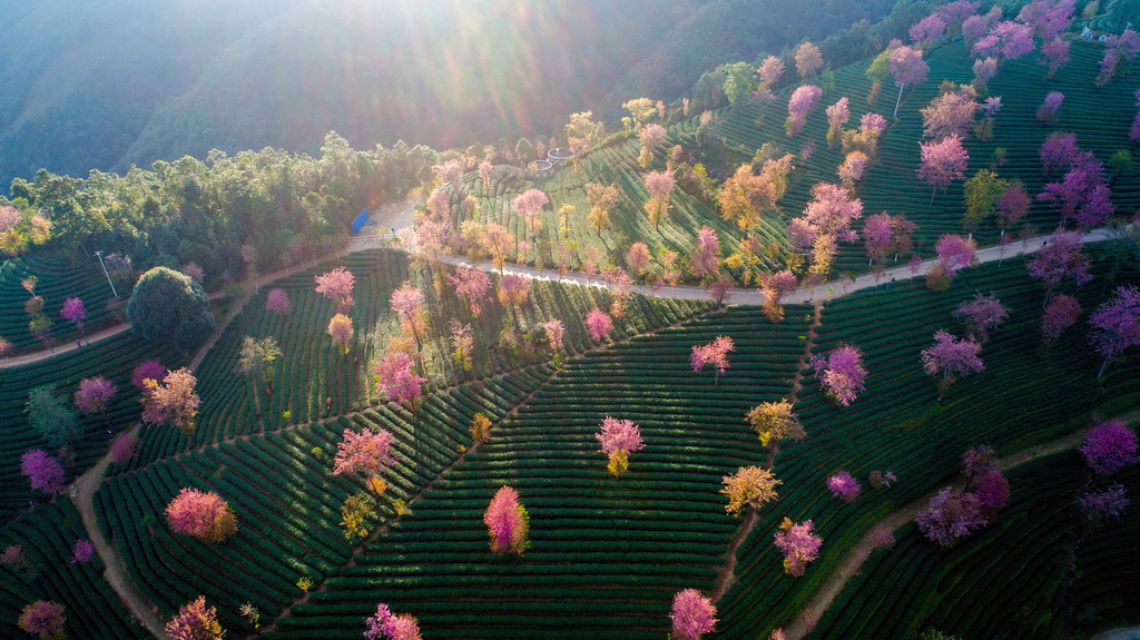 夕陽時分的櫻花谷一景（12月16日攝） 。 新華社記者 胡超 攝
