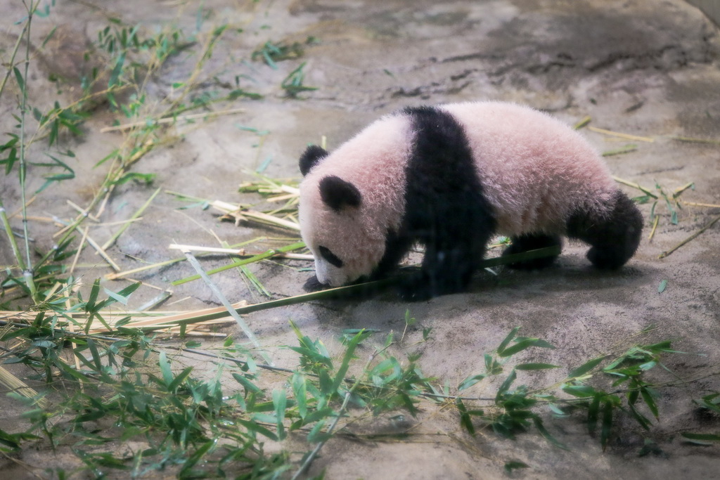 12��18�����ձ�������Ұ����԰����Ĵ���è���̡����㡱���»����������Ƚ��