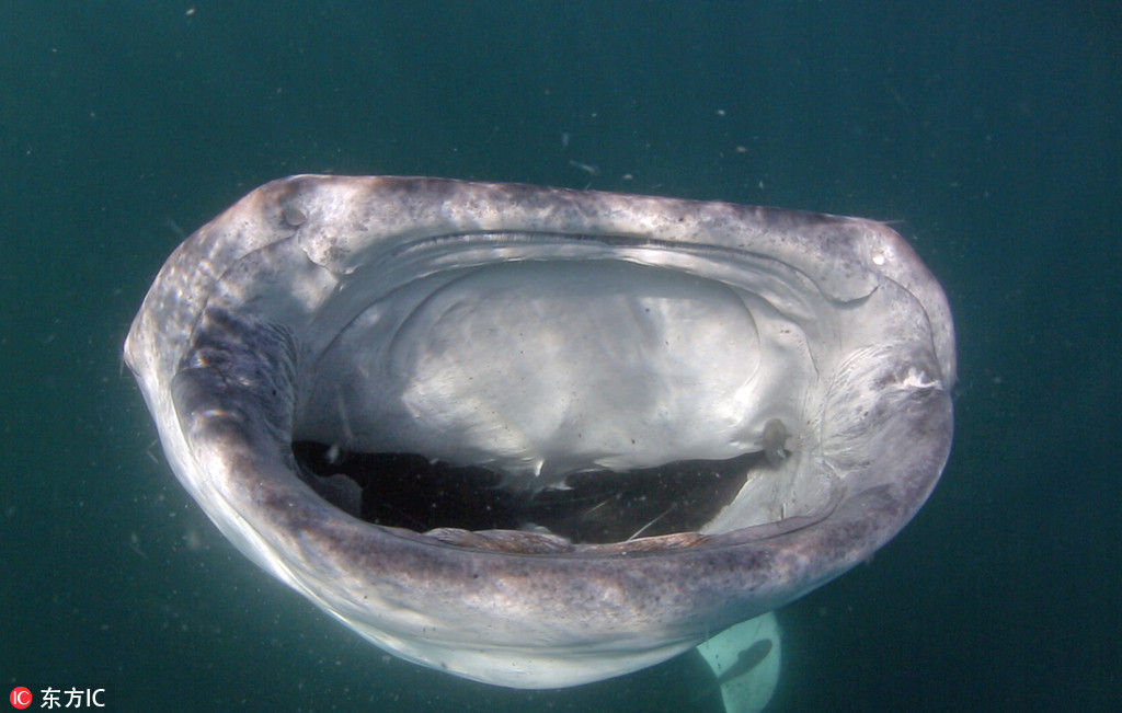 攝影師拍鯨鯊捕食瞬間 “血盆大口”似驚悚微笑