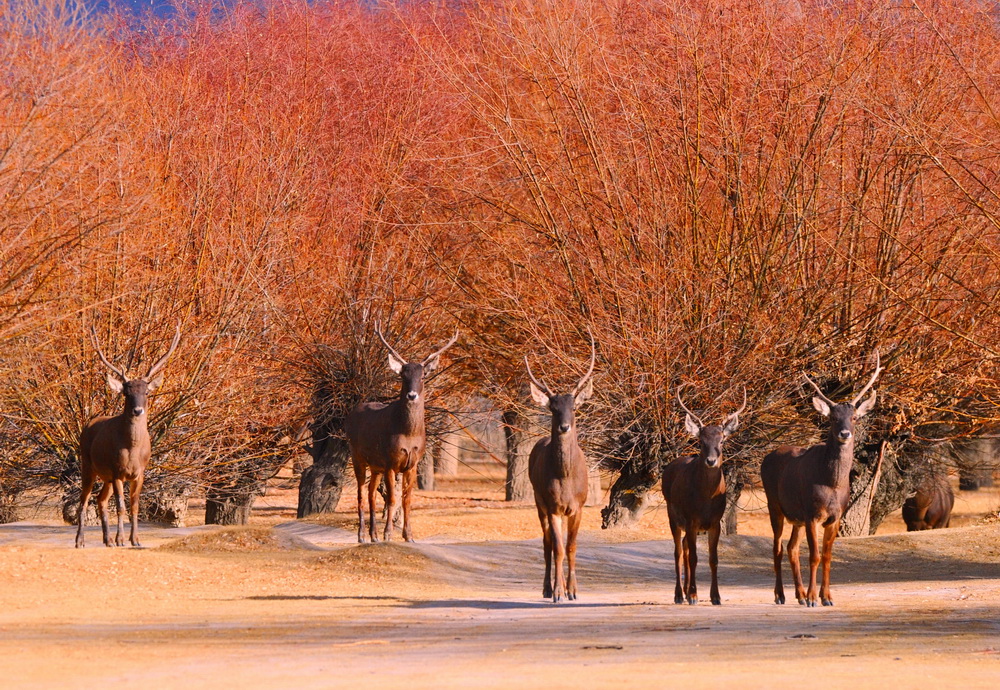 这是1月6日在泽当社区万亩人工林里拍摄的马鹿。