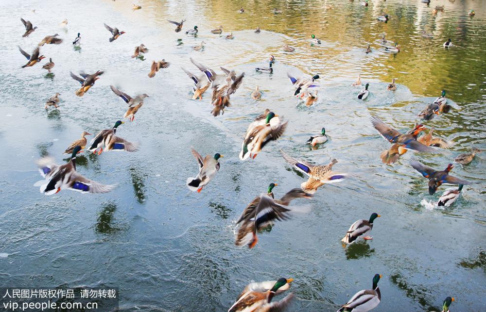 生态环境改善 稀有花脸鸭“落户”北京