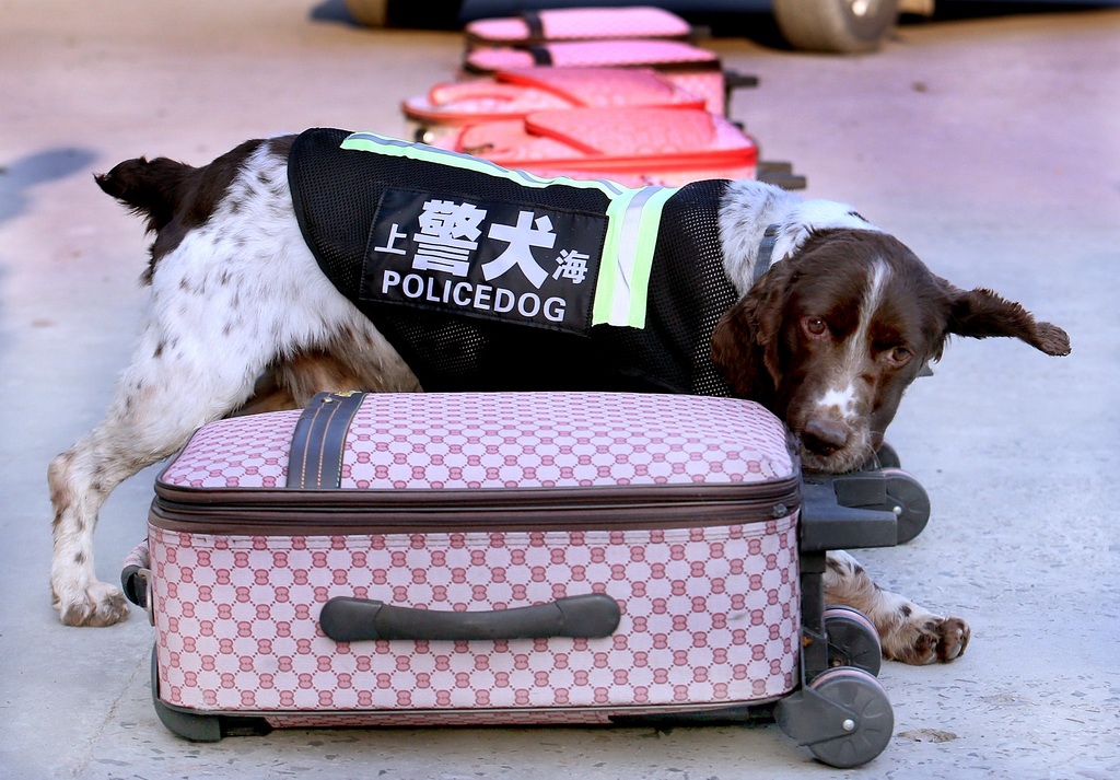 1月14日，警犬“维尼”在进行搜毒训练。新华社记者凡军摄