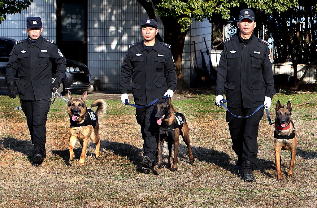 1月14日，训导员携警犬准备训练。新华社记者凡军摄