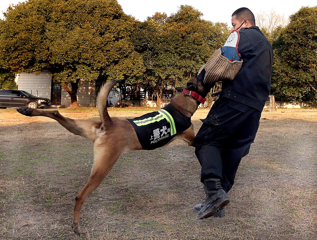 1月14日，警犬“EORS”在进行扑咬训练。新华社记者凡军摄