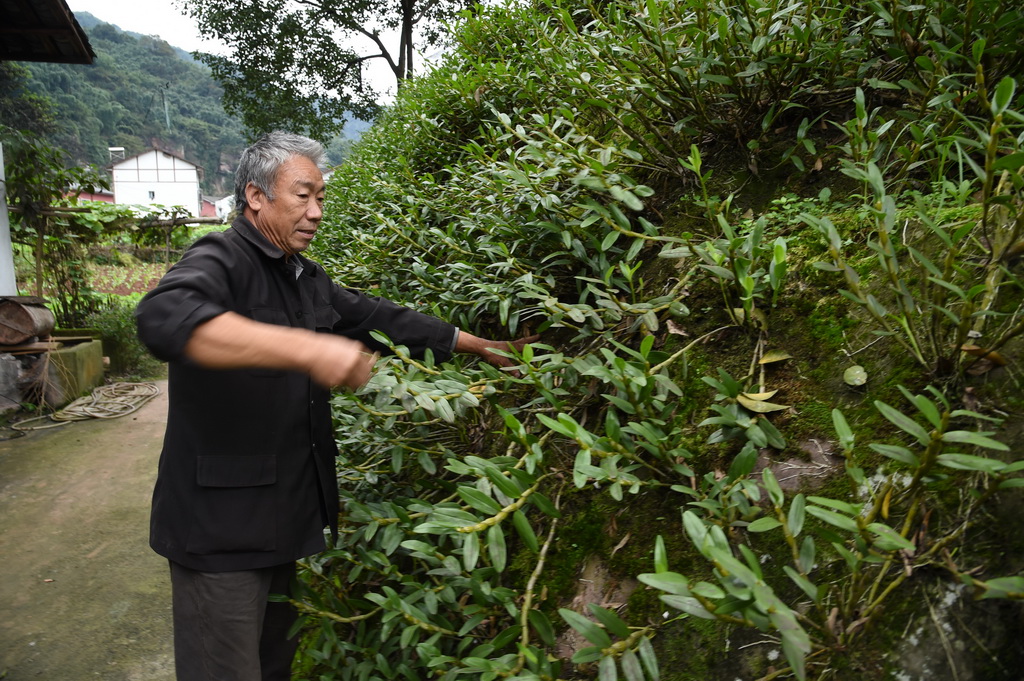 赤水市凯旋村村民向朝栋在管护种植的金钗石斛（2015年11月12日摄）。 新华社记者刘续摄